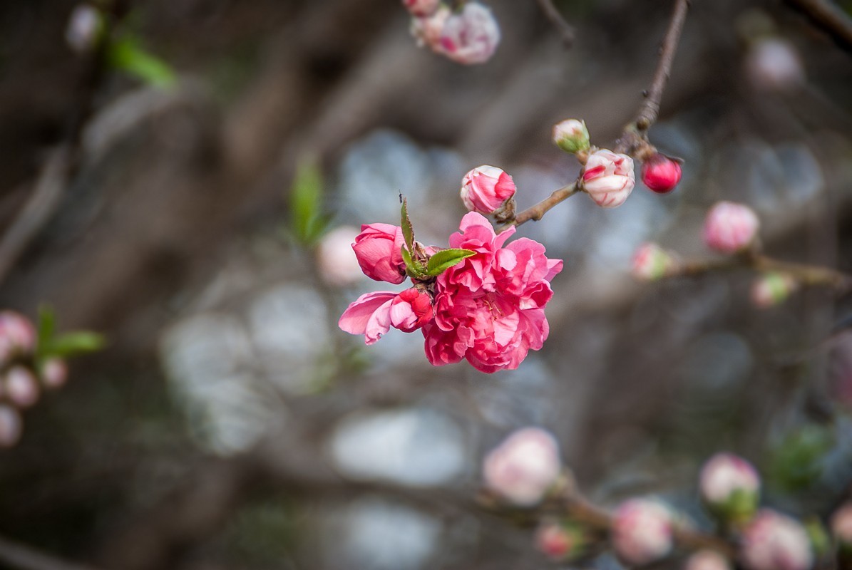 一样桃花异样情——碧桃花