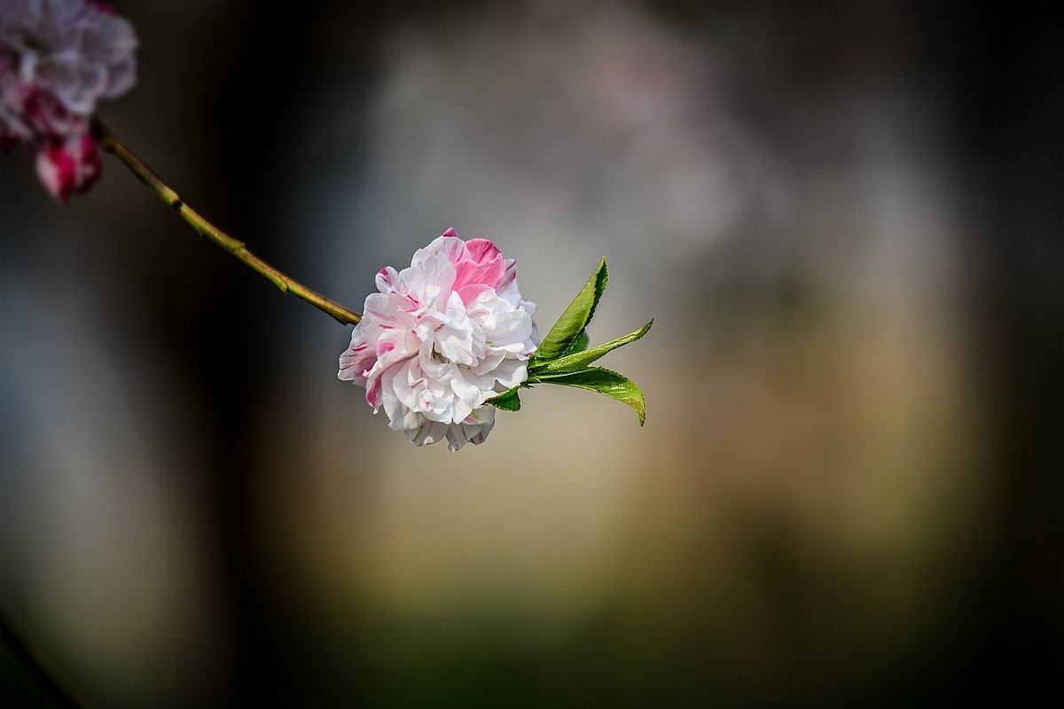 一样桃花异样情——碧桃花