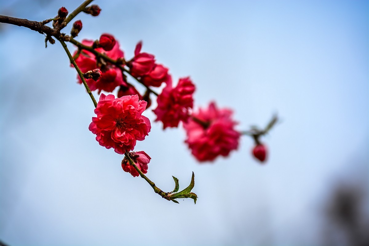 一样桃花异样情——碧桃花
