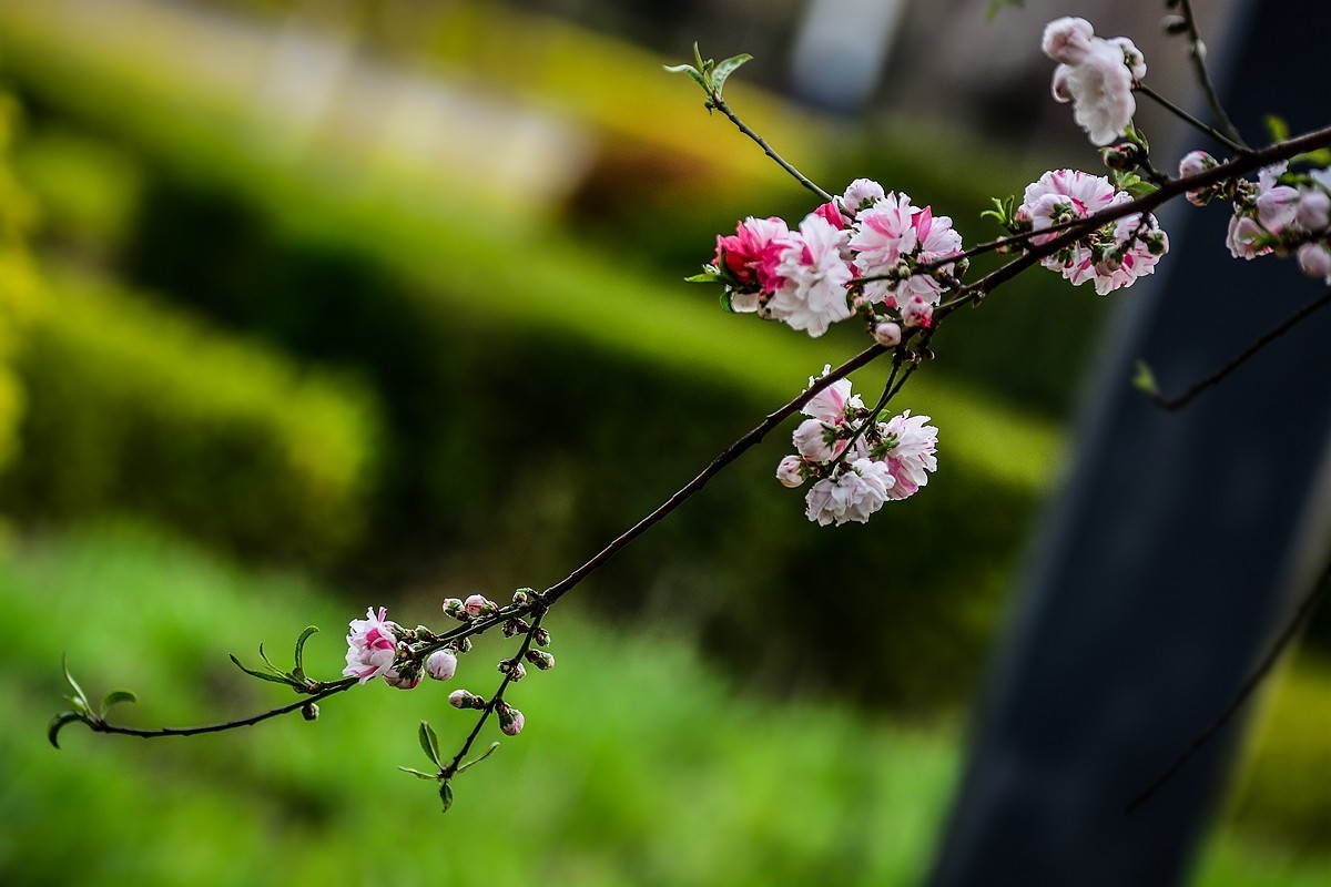 一样桃花异样情——碧桃花