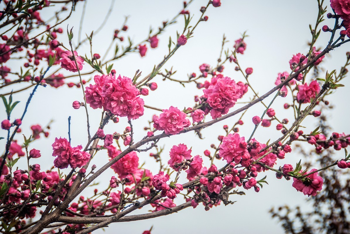 一样桃花异样情——碧桃花