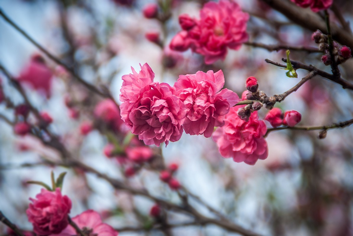 一样桃花异样情——碧桃花