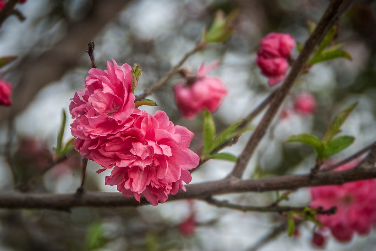 一样桃花异样情——碧桃花