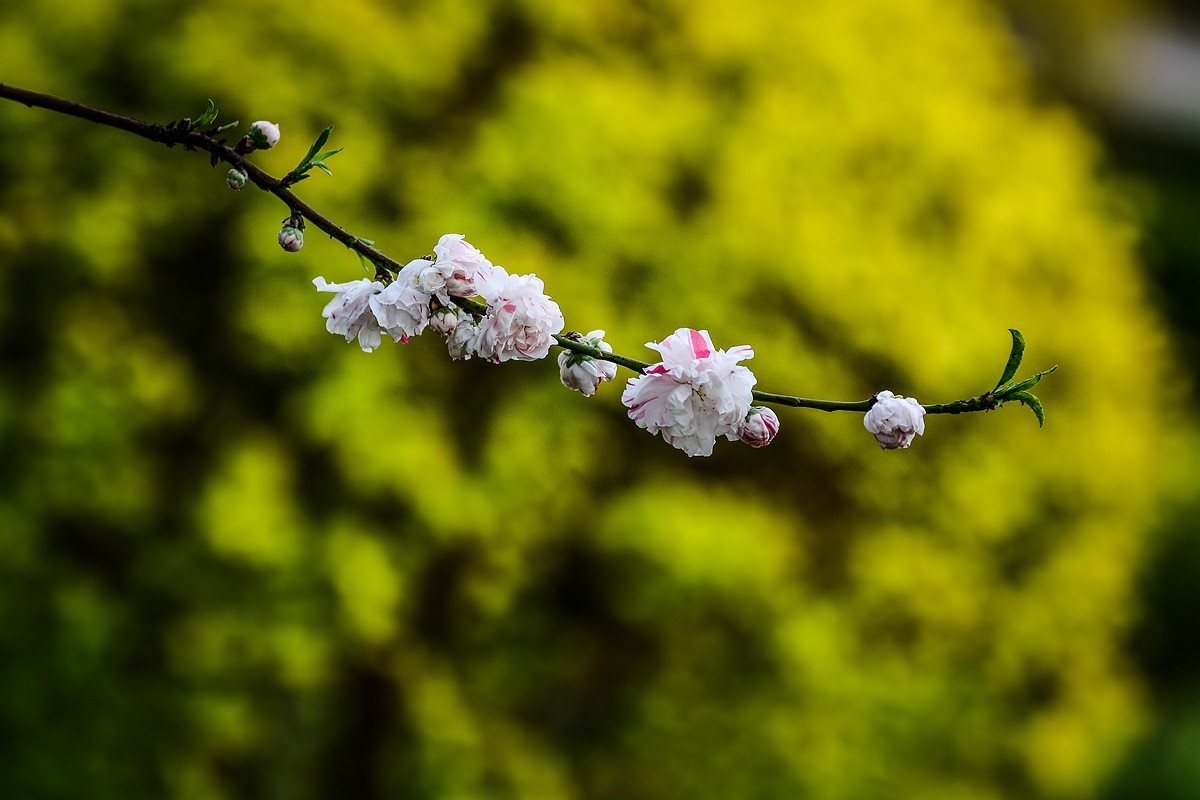 一样桃花异样情——碧桃花
