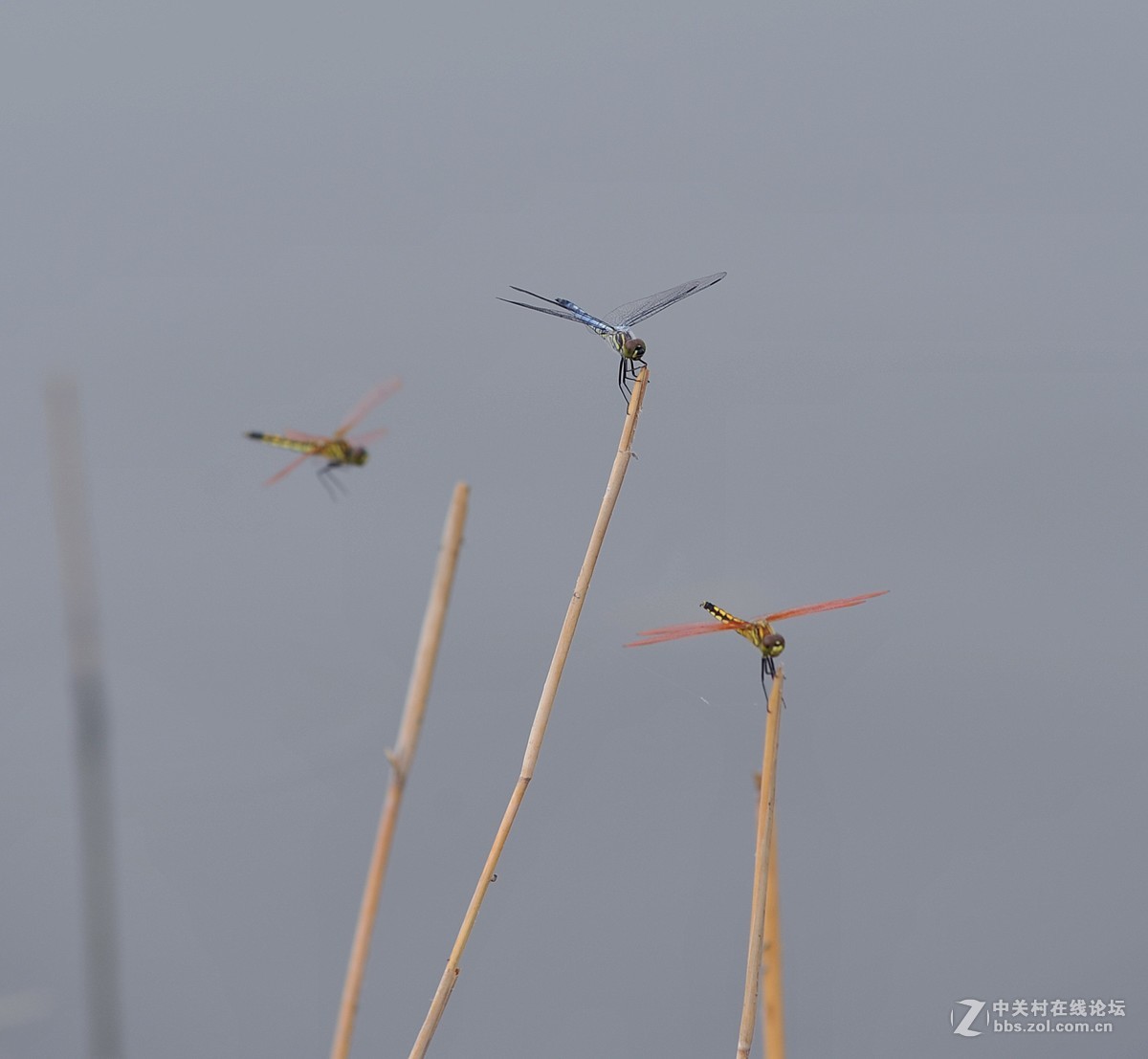 穿花蛱蝶深深见，点水蜻蜓款款飞
