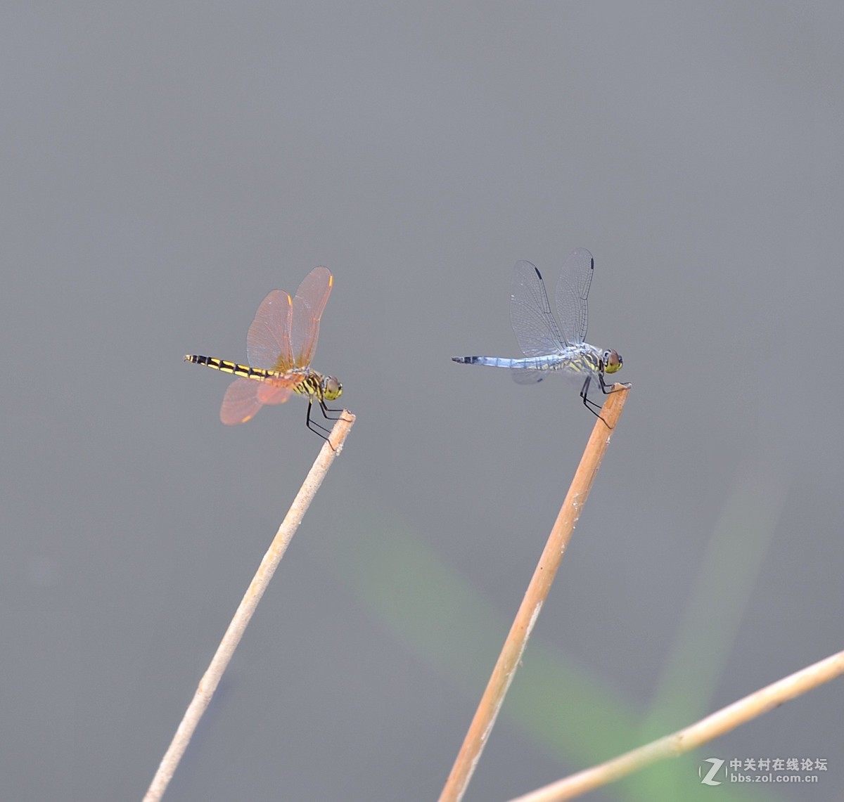 穿花蛱蝶深深见，点水蜻蜓款款飞