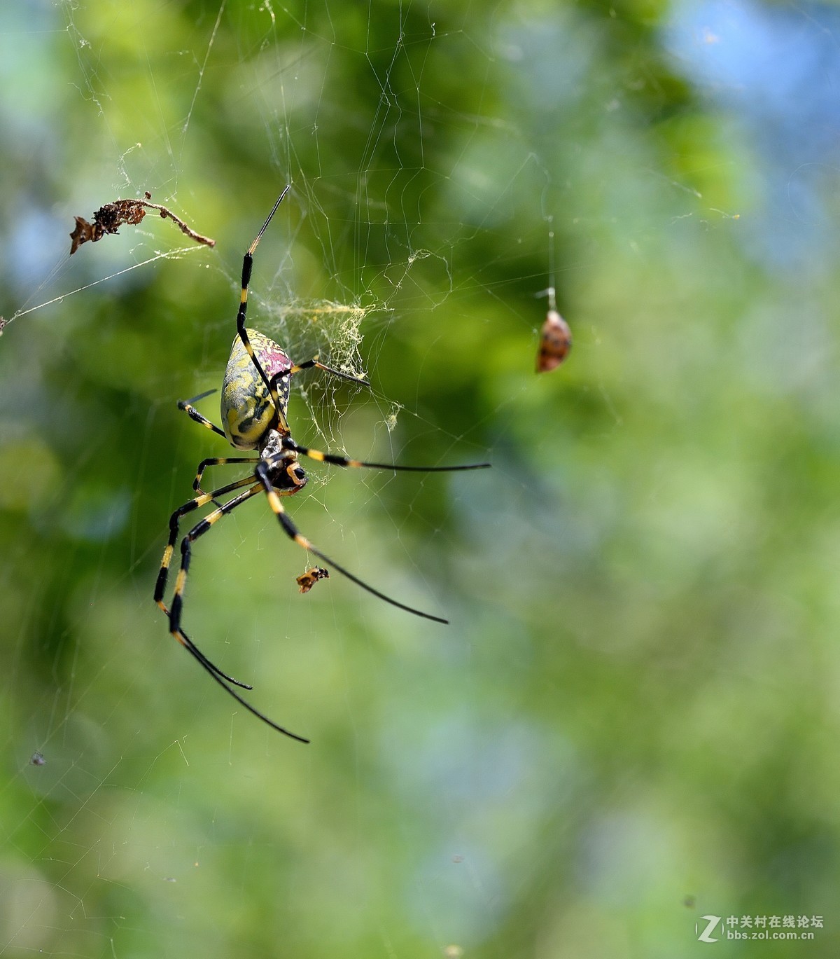 长白岛拍摄奇异的棒络新妇蜘蛛（有的蛛体上有清晰可辨的VBd英文字母）