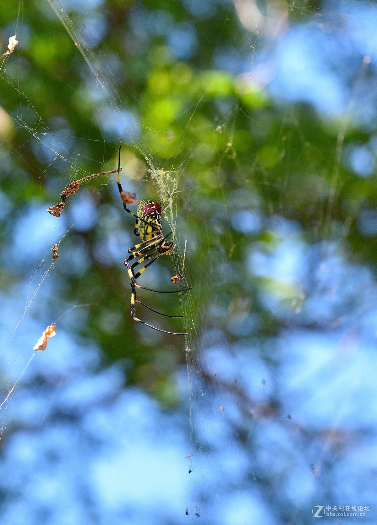 长白岛拍摄奇异的棒络新妇蜘蛛（有的蛛体上有清晰可辨的VBd英文字母）