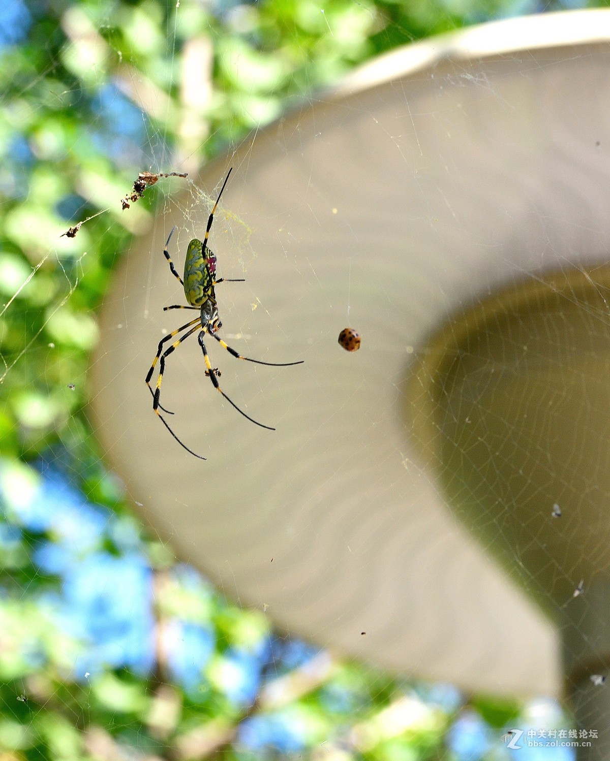 长白岛拍摄奇异的棒络新妇蜘蛛（有的蛛体上有清晰可辨的VBd英文字母）