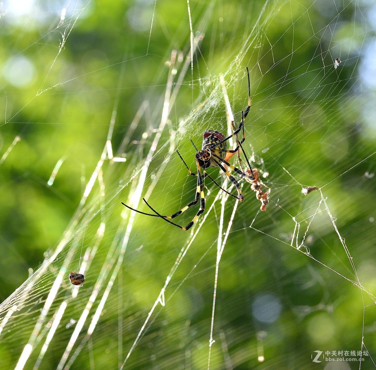 长白岛拍摄奇异的棒络新妇蜘蛛（有的蛛体上有清晰可辨的VBd英文字母）