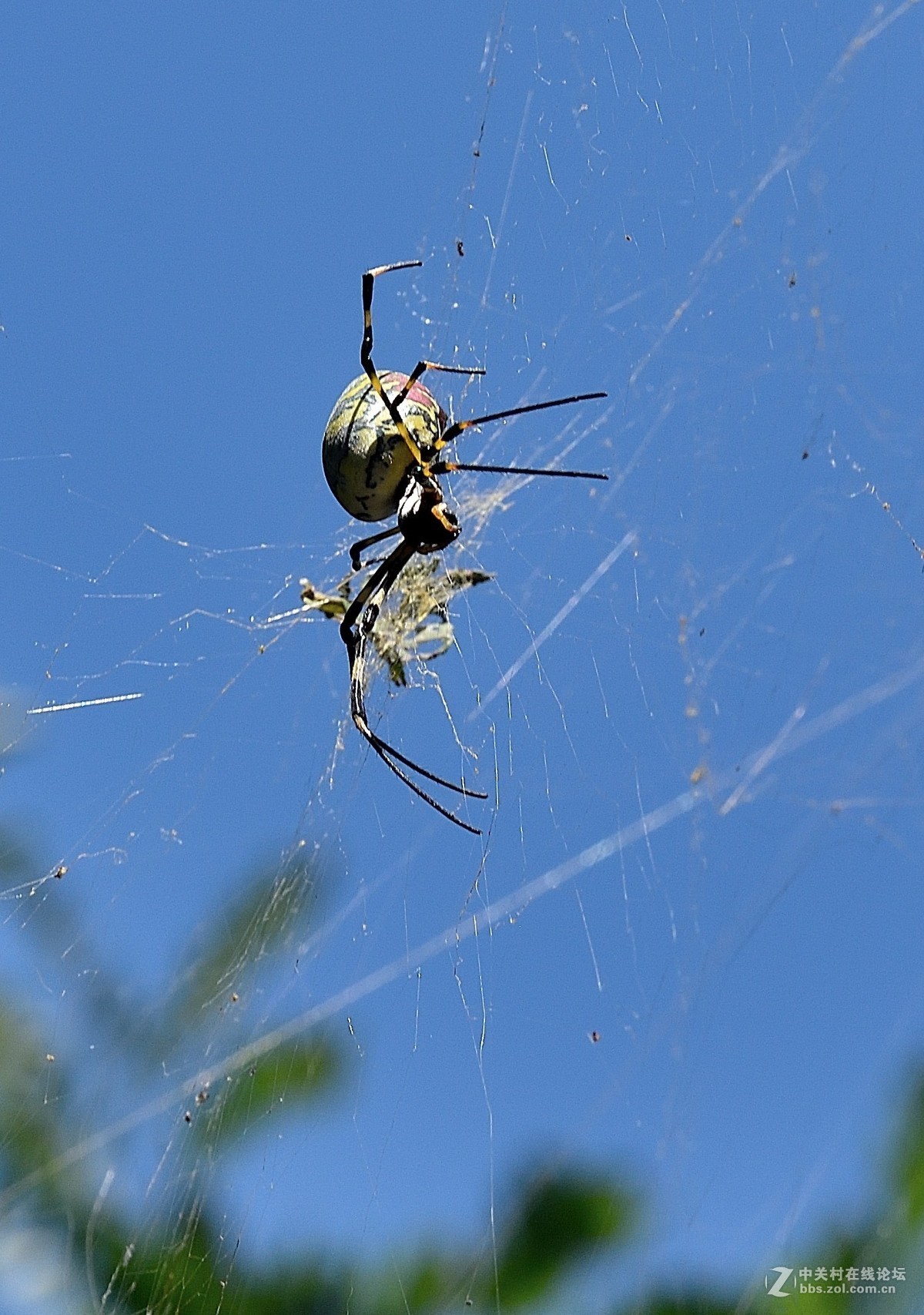 hanabunny蜘蛛图片