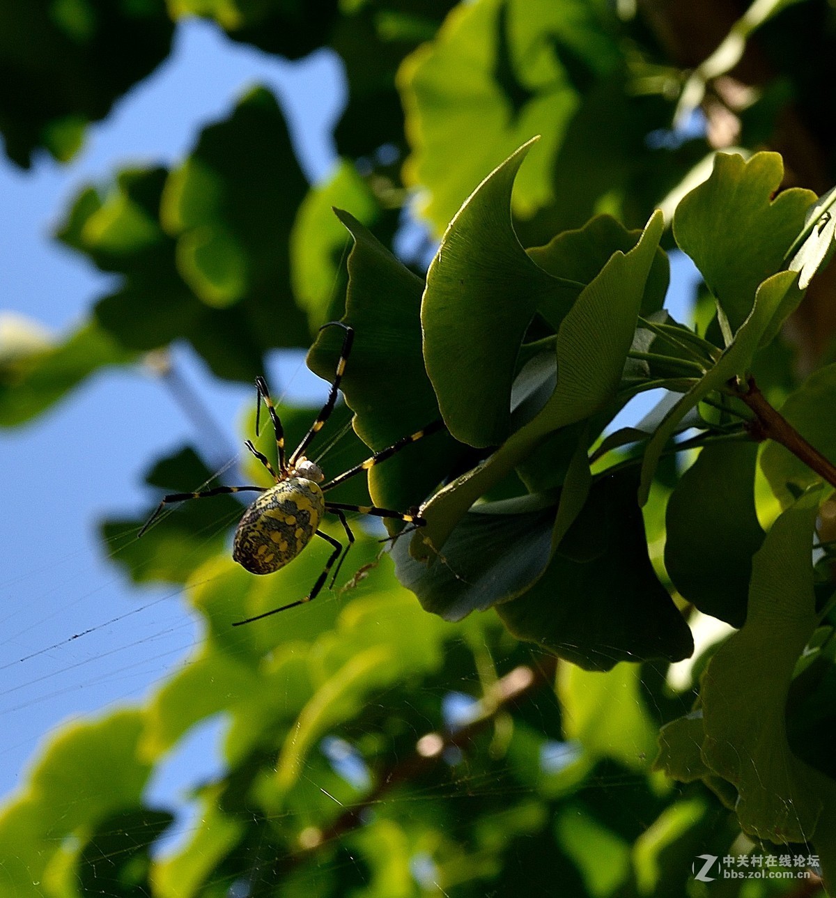 长白岛拍摄奇异的棒络新妇蜘蛛（有的蛛体上有清晰可辨的VBd英文字母）