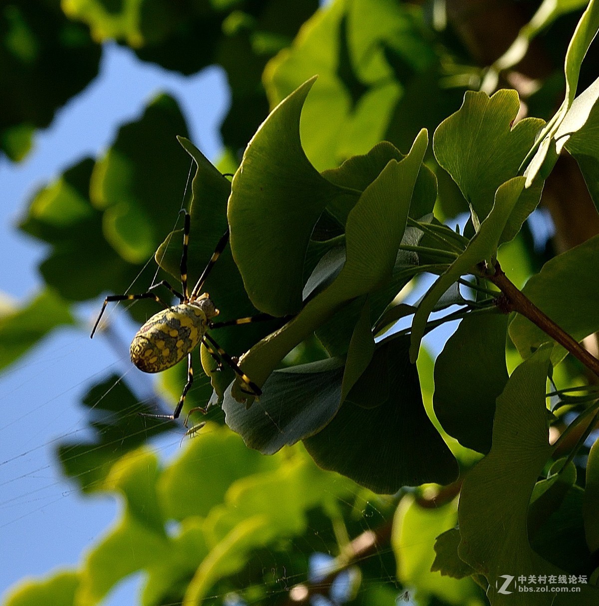 长白岛拍摄奇异的棒络新妇蜘蛛（有的蛛体上有清晰可辨的VBd英文字母）