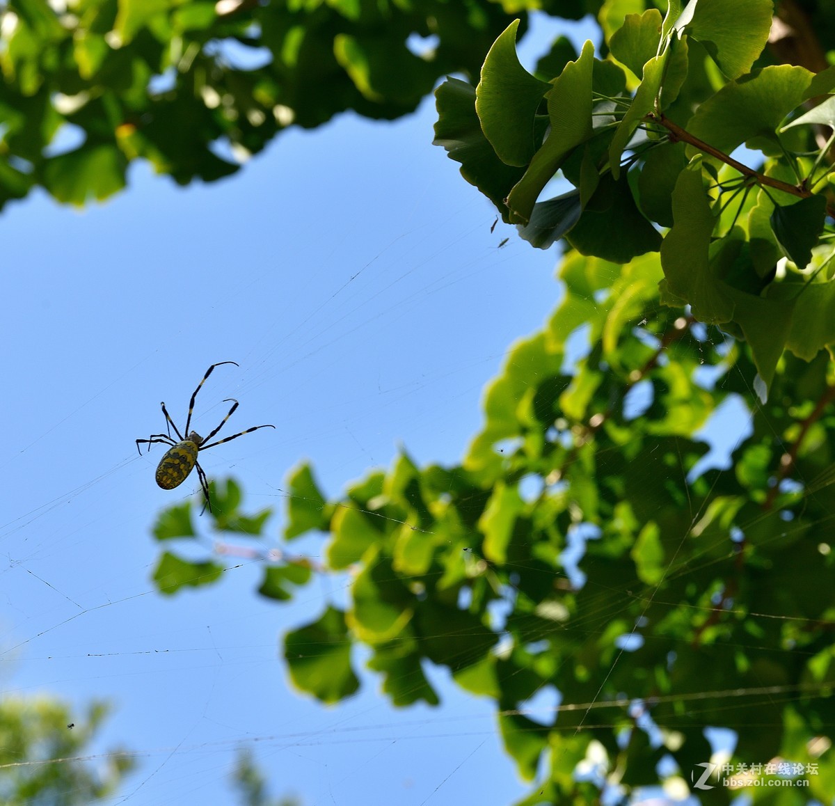 长白岛拍摄奇异的棒络新妇蜘蛛（有的蛛体上有清晰可辨的VBd英文字母）