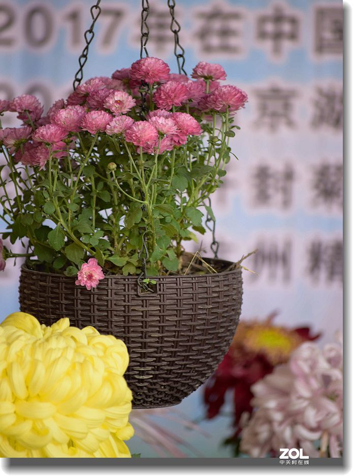 菊花帖  续三