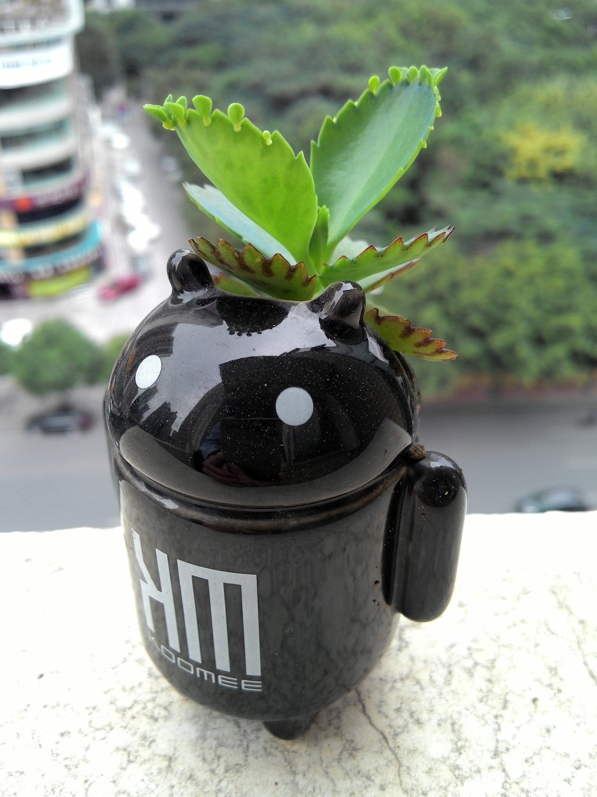 手机拍我的多肉！分享一下种植经验！