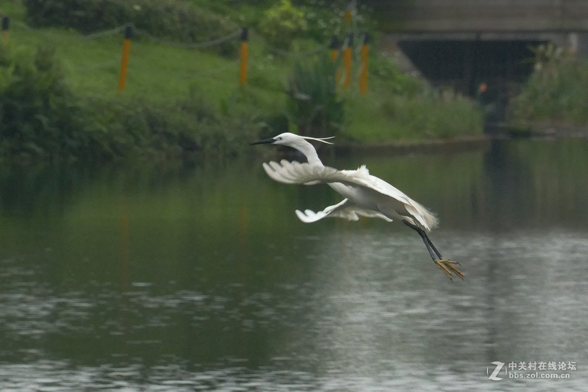 别人打鸟追求光影，自己打鸟要的是心景（长洲岛候鸟扫描）