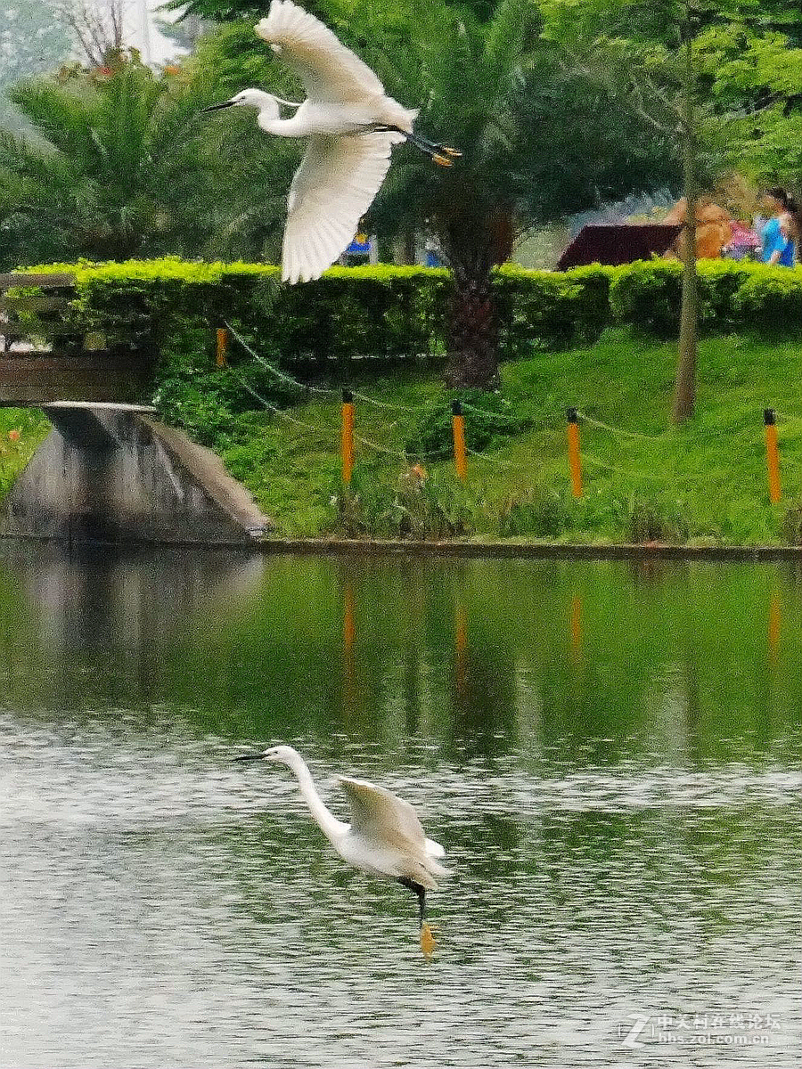 别人打鸟追求光影，自己打鸟要的是心景（长洲岛候鸟扫描）