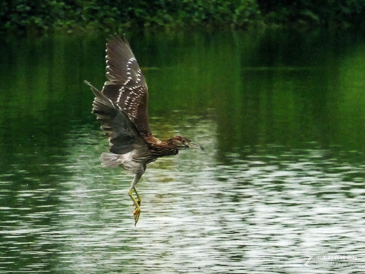 别人打鸟追求光影，自己打鸟要的是心景（长洲岛候鸟扫描）