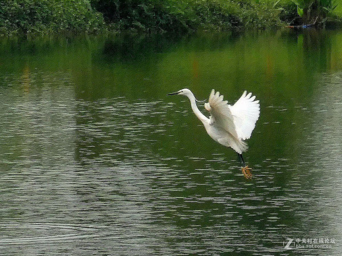 别人打鸟追求光影，自己打鸟要的是心景（长洲岛候鸟扫描）