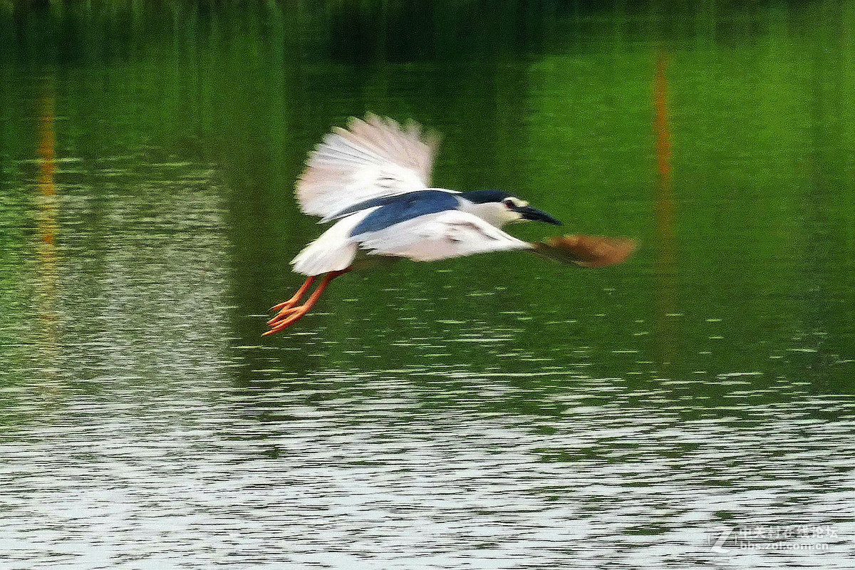 别人打鸟追求光影，自己打鸟要的是心景（长洲岛候鸟扫描）