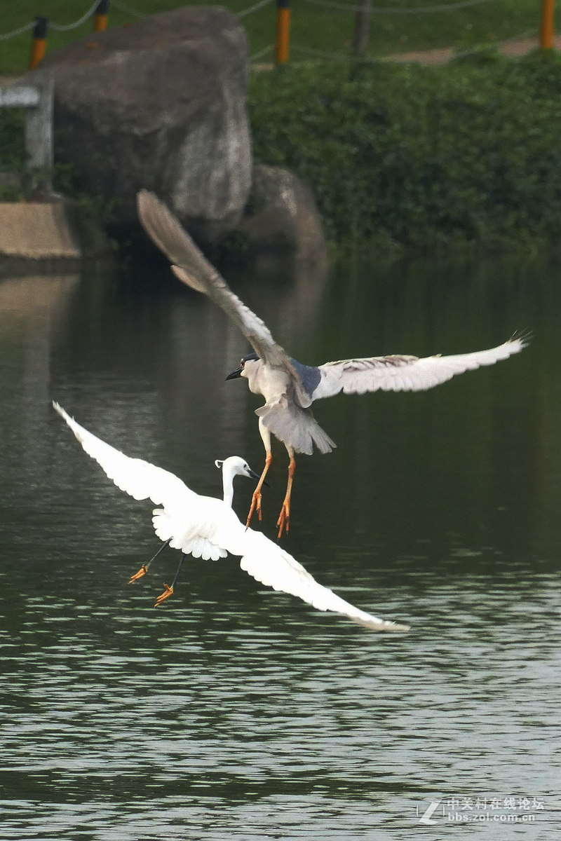 别人打鸟追求光影，自己打鸟要的是心景（长洲岛候鸟扫描）