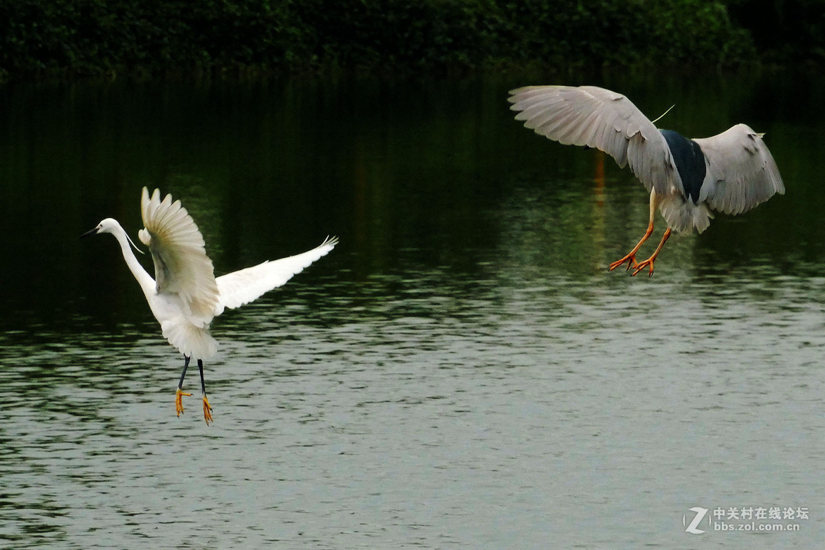 别人打鸟追求光影，自己打鸟要的是心景（长洲岛候鸟扫描）