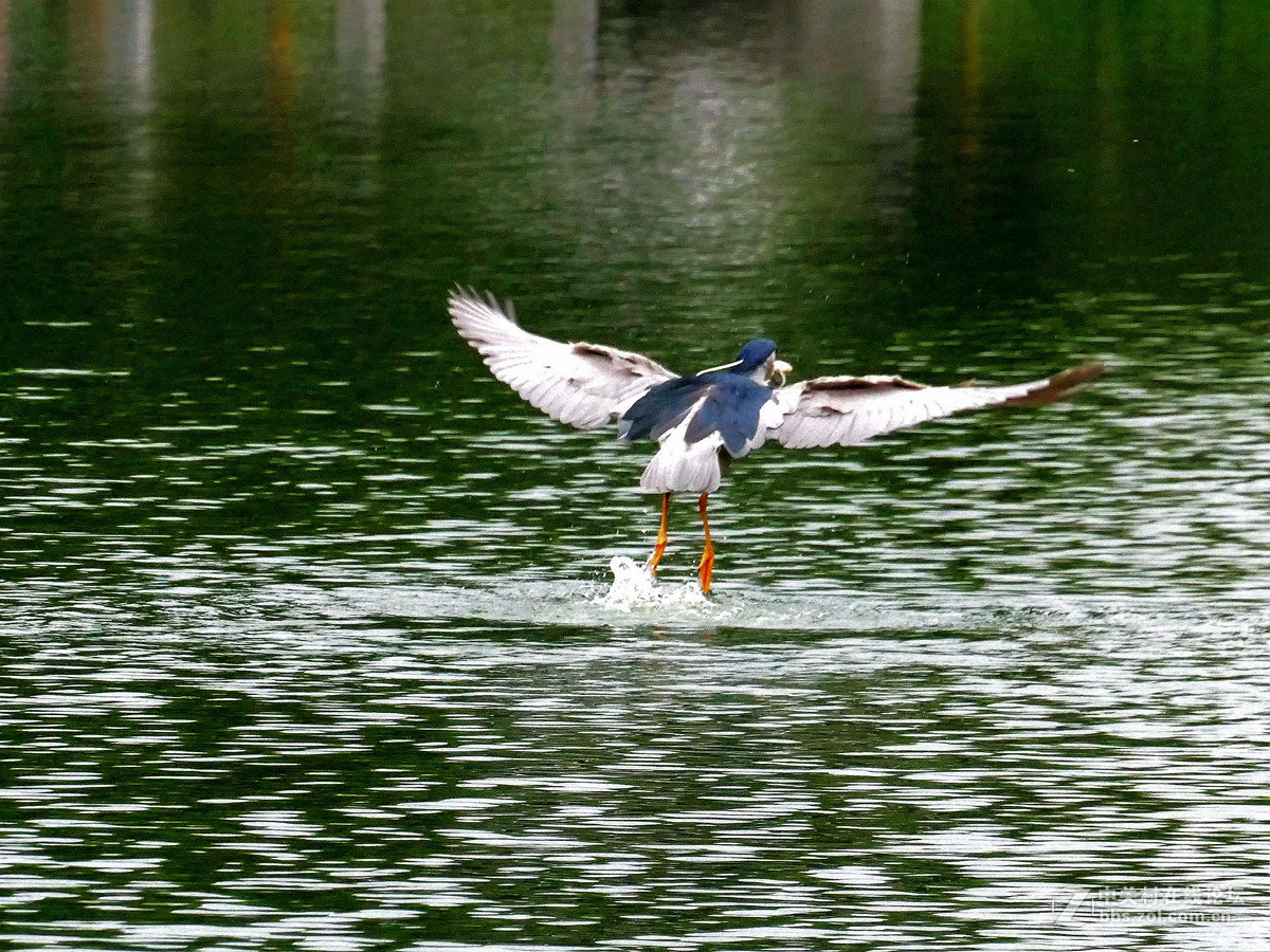 别人打鸟追求光影，自己打鸟要的是心景（长洲岛候鸟扫描）