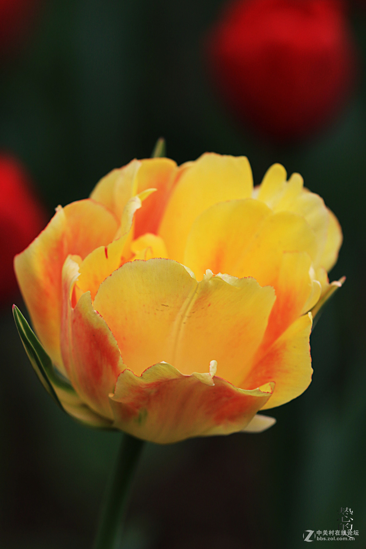 佳能7D Mark II(单机) 西安植物园