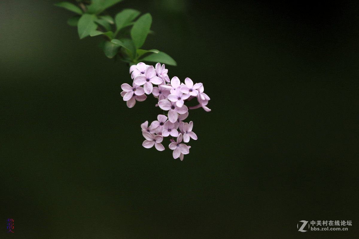 佳能7D Mark II(单机) 西安植物园