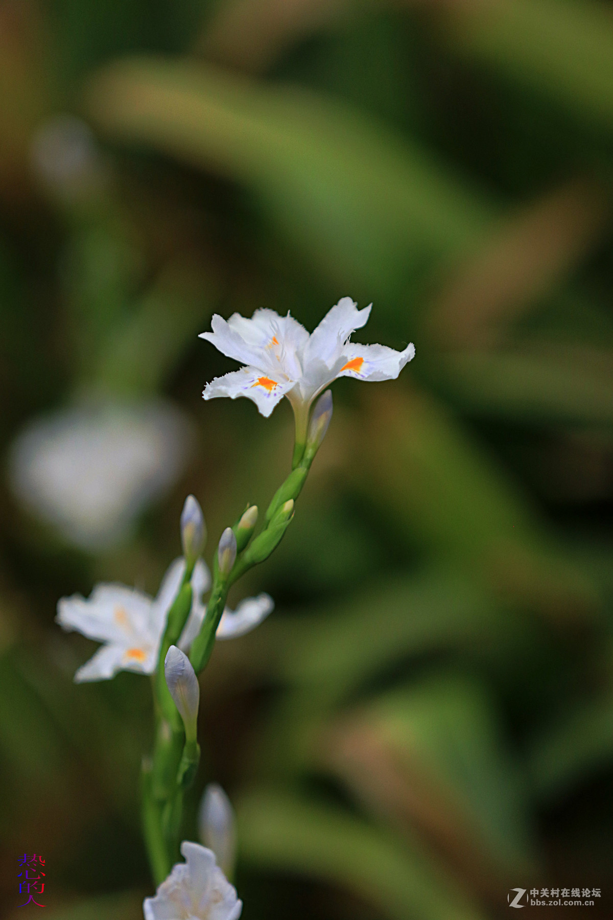佳能7D Mark II(单机) 西安植物园