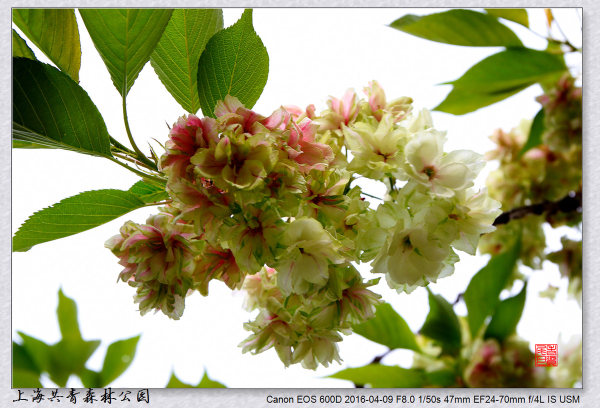 #ZOL月赛-四月物语# 绿樱花