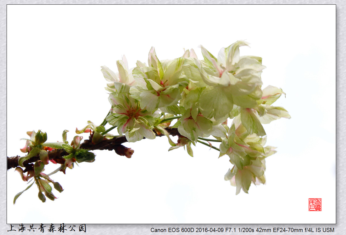 #ZOL月赛-四月物语# 绿樱花