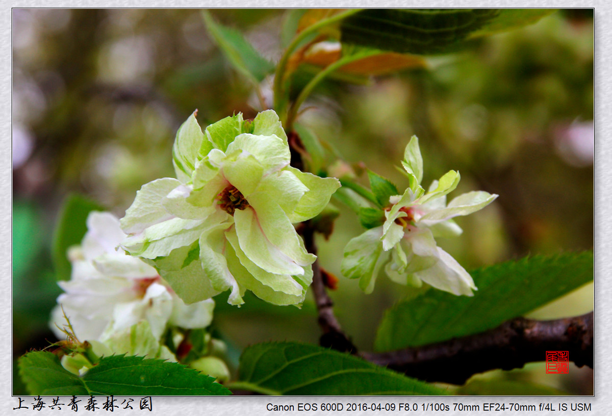 #ZOL月赛-四月物语# 绿樱花