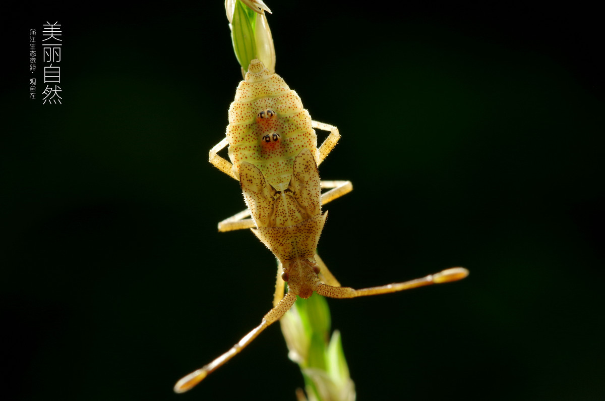 老蛙60镜头微距