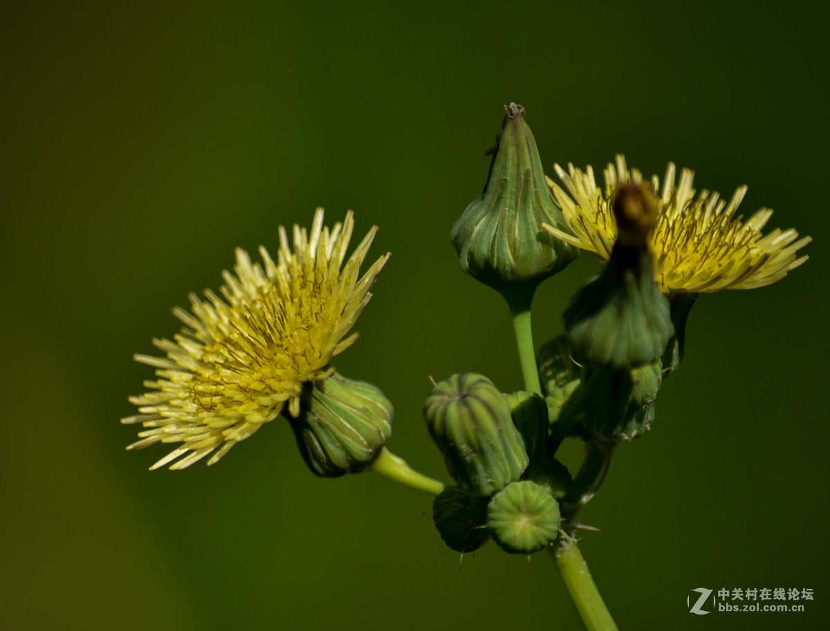 秋凉苦菜花儿黄