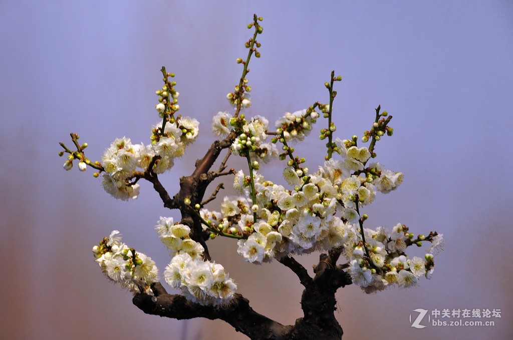 颐 和 园  盆 景 梅 花 展