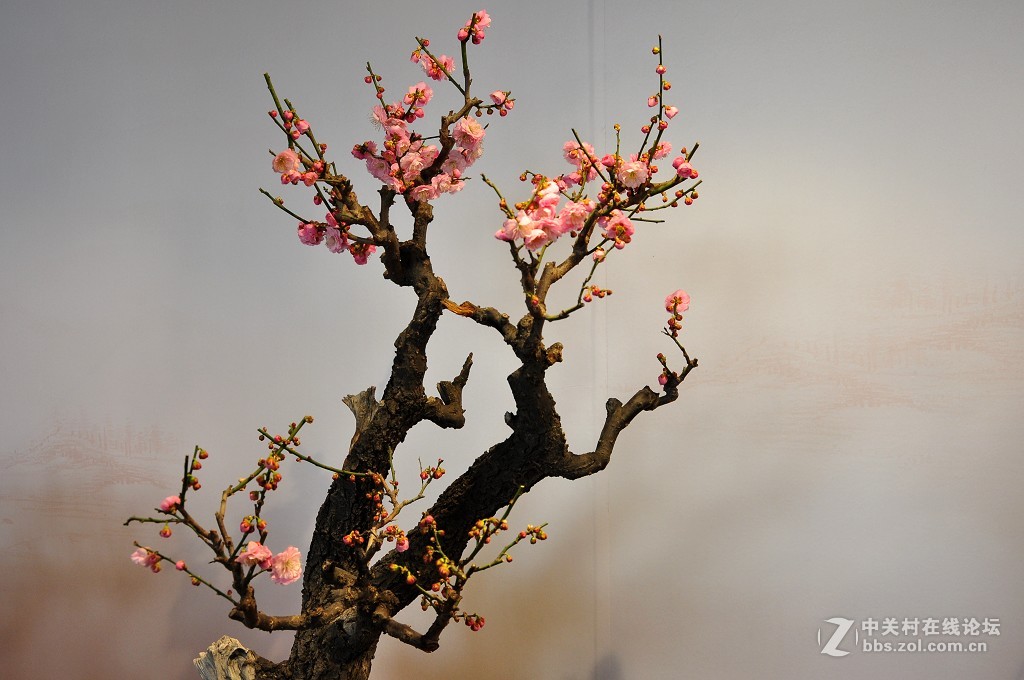 颐 和 园  盆 景 梅 花 展