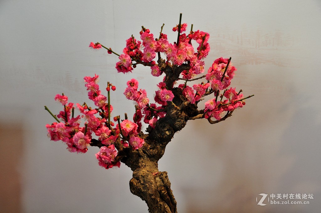 颐 和 园  盆 景 梅 花 展