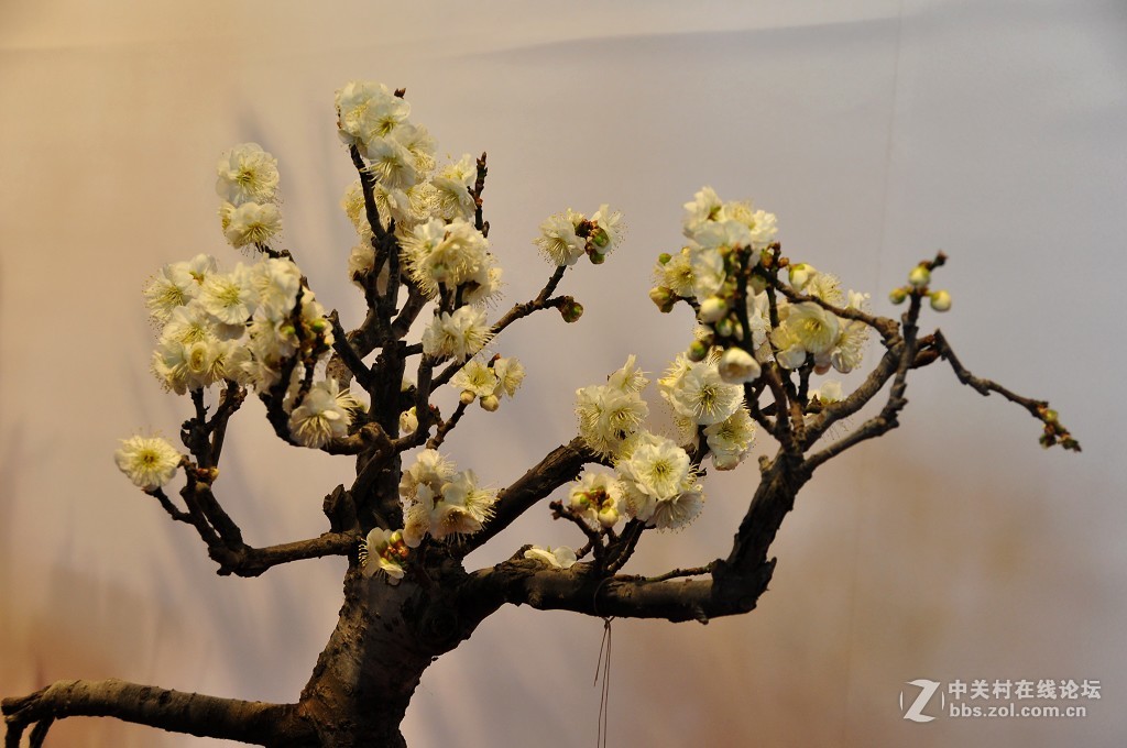 颐 和 园  盆 景 梅 花 展