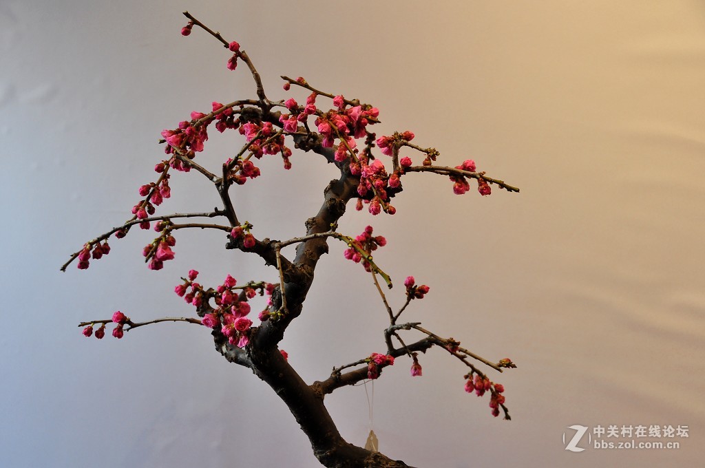 颐 和 园  盆 景 梅 花 展