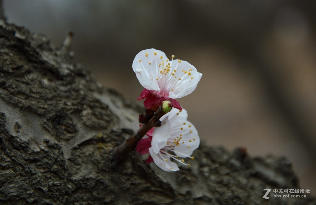 雨中杏花