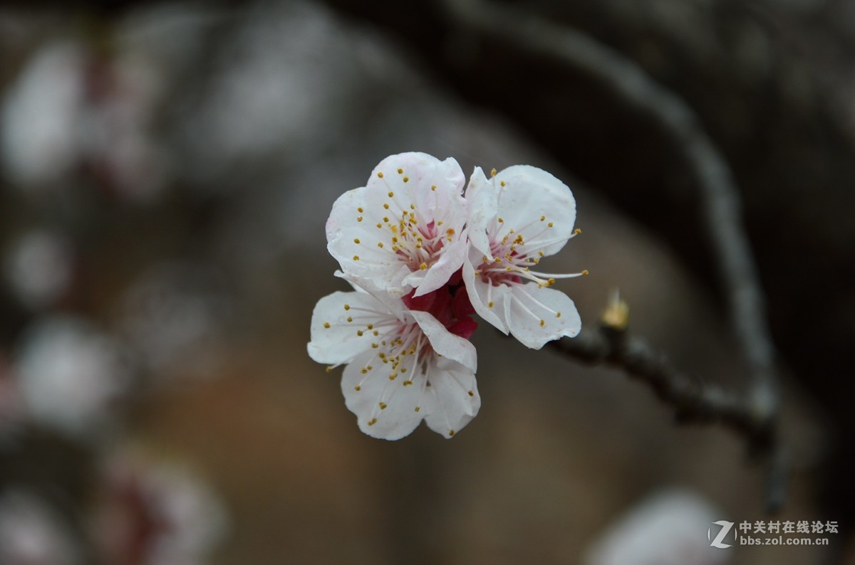 雨中杏花