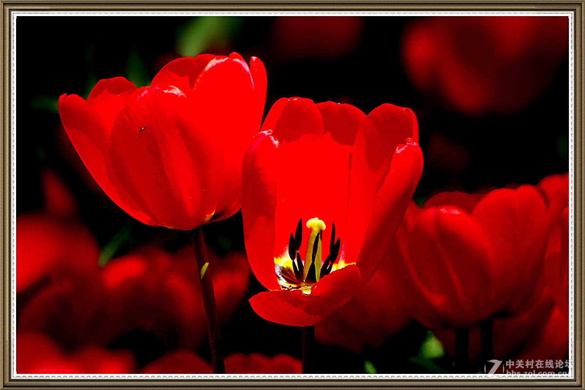 【火红的郁金香】