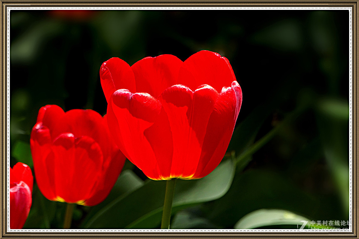 【火红的郁金香】