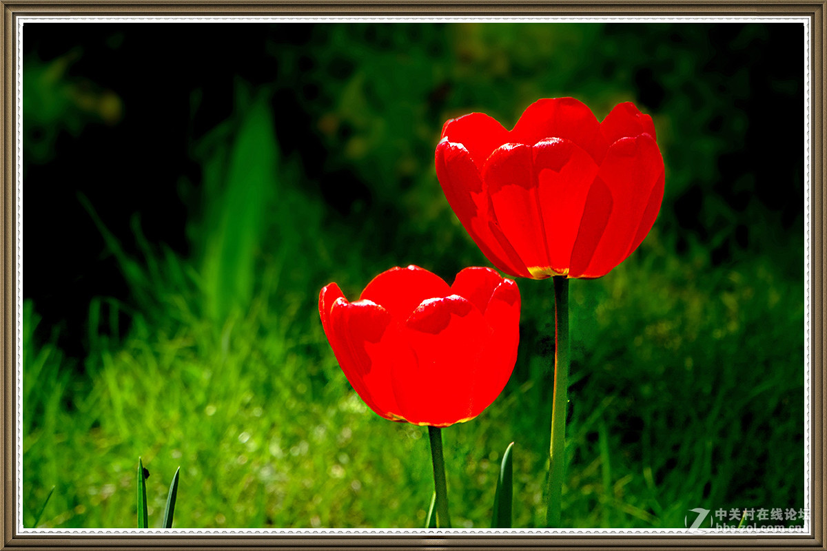 【火红的郁金香】