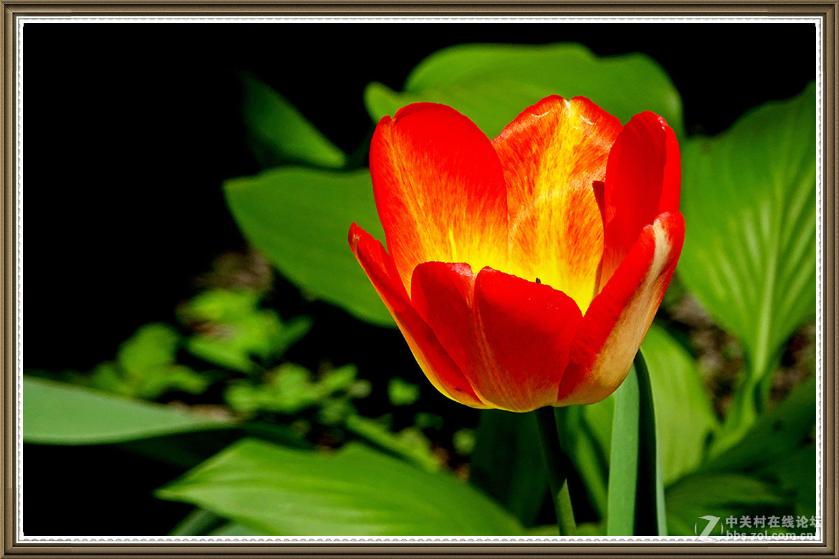 【火红的郁金香】
