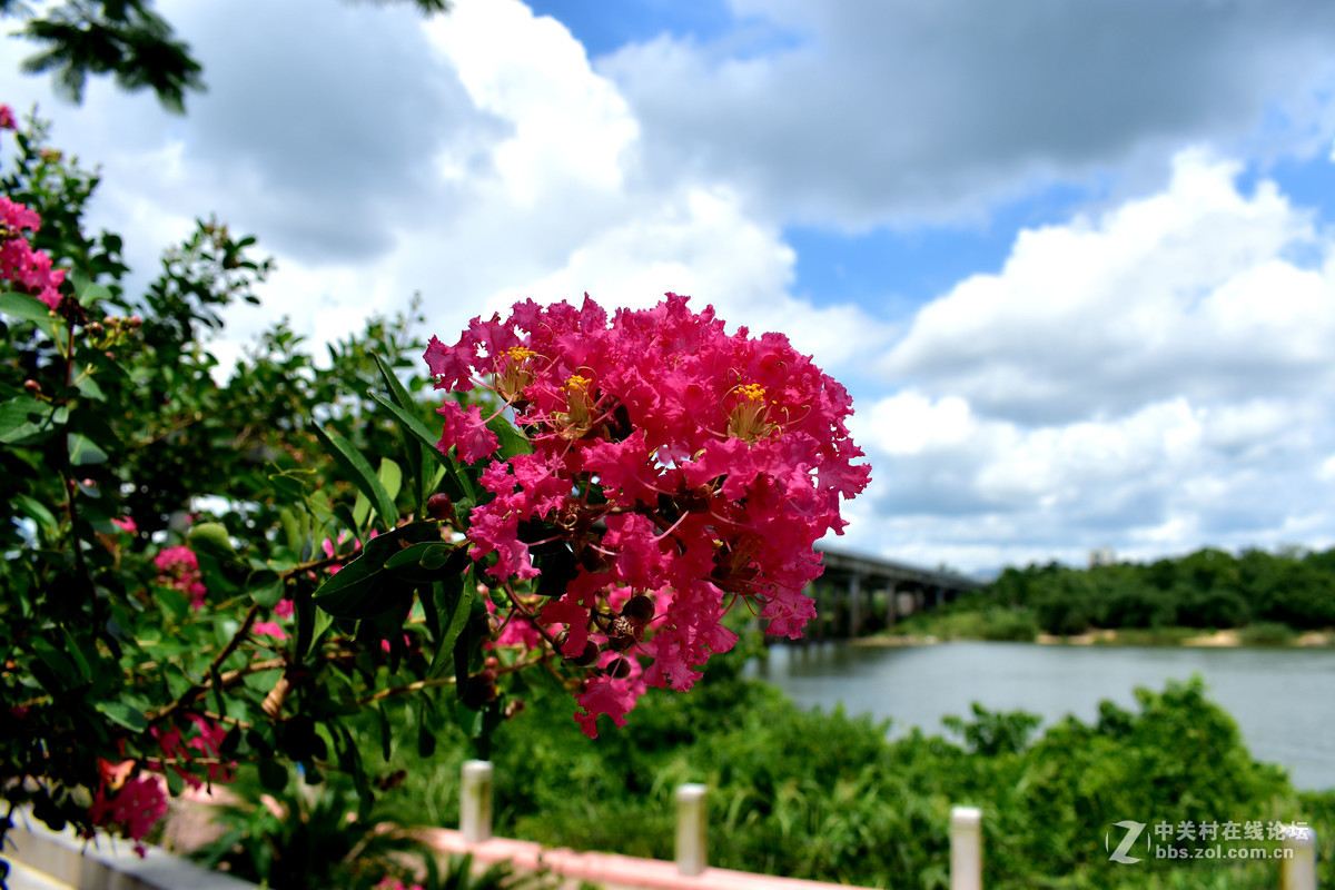 继续用狗头扫景