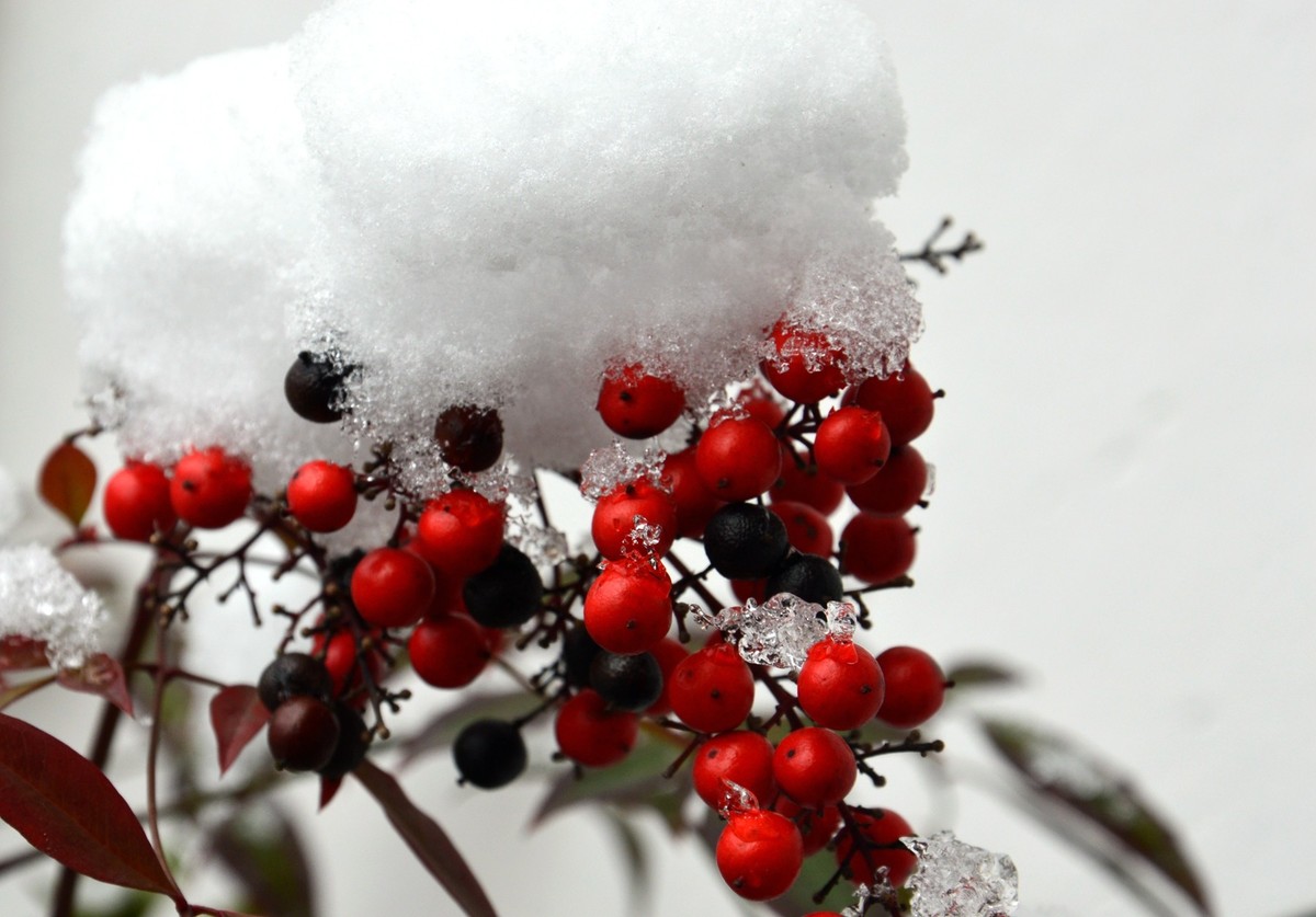 2018年1月26日-上海市嘉定区雪后风景
