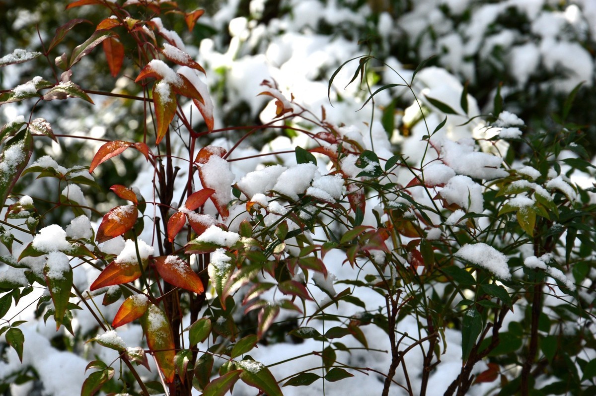 2018年1月26日-上海市嘉定区雪后风景